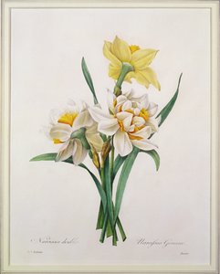 Narcissus gouani (double daffodil), engraved by Bessin, from 